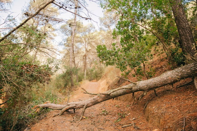 tree-fallen-path-nature smaller